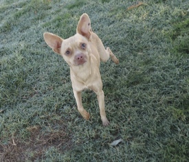 Chihuahua Dogs for adoption in Prague, OK, USA