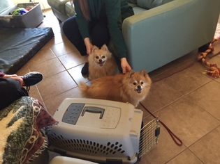Pomeranian Dogs for adoption in Pueblo West, CO, USA