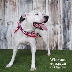 Medium Photo #1 American Bulldog-Unknown Mix Puppy For Sale in Conroe, TX, USA