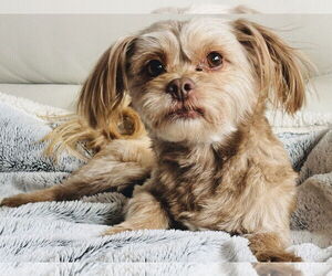Mutt Dogs for adoption in Farmington, MN, USA