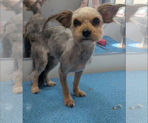 Mutt Dogs for adoption in Grafton, WI, USA