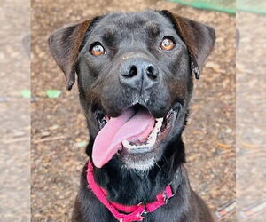 Mutt Dogs for adoption in Canton, CT, USA