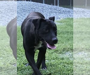 Labrador Retriever-Unknown Mix Dogs for adoption in Albemarle, NC, USA