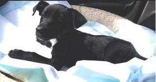 Boxador Dogs for adoption in Williamson, WV, USA