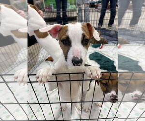 Labrador Retriever Dogs for adoption in Winter, WI, USA