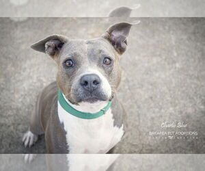 American Pit Bull Terrier-Unknown Mix Dogs for adoption in San Leon, TX, USA