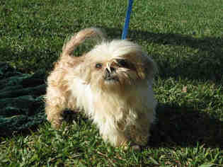 Shih Tzu Dogs for adoption in Pearland, TX, USA