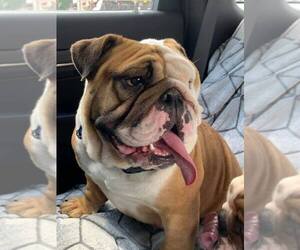 Bulldog Dogs for adoption in Great Bend, KS, USA