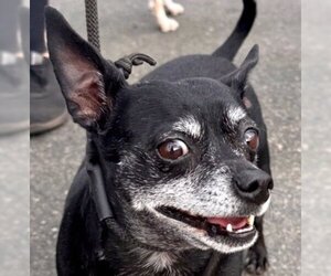 Chihuahua-Unknown Mix Dogs for adoption in Lake Forest, CA, USA