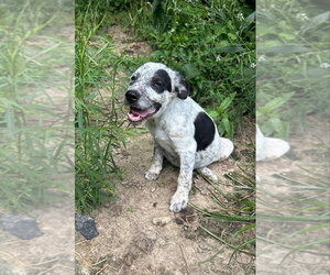 Australian Shepherd-Unknown Mix Dogs for adoption in Aurora, IN, USA