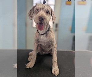 Mutt Dogs for adoption in Minneapolis, MN, USA