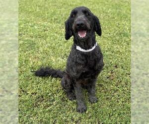 Poodle (Standard)-Unknown Mix Dogs for adoption in San Martin, CA, USA