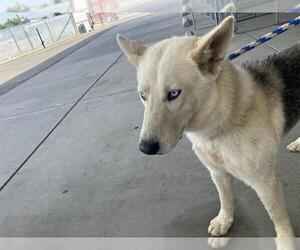 Huskies -Unknown Mix Dogs for adoption in Bakersfield, CA, USA