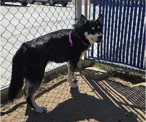 Alaskan Malamute-Unknown Mix Dogs for adoption in HESPERIA, CA, USA