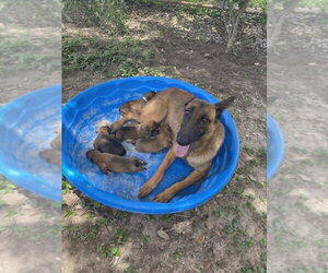 Mutt Dogs for adoption in Imlay City, MI, USA