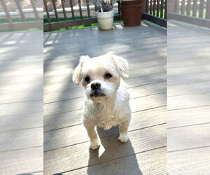 Shih Tzu-Unknown Mix Dogs for adoption in Mooresville, NC, USA