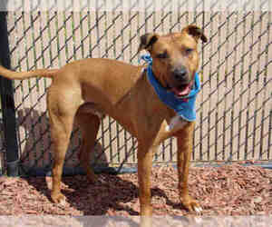 Rhodesian Ridgeback Dogs for adoption in Norco, CA, USA
