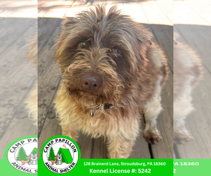 Australian Shepherd-Miniature Schnauzer Mix Dogs for adoption in Stroudsburg, PA, USA