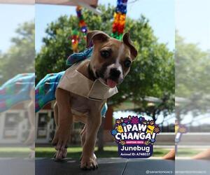 American Staffordshire Terrier-Unknown Mix Dogs for adoption in San Antonio, TX, USA