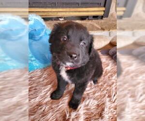 Borador Dogs for adoption in Pequot Lakes, MN, USA