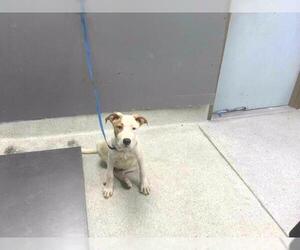 American Staffordshire Terrier-Australian Shepherd Mix Dogs for adoption in Tallahassee, FL, USA