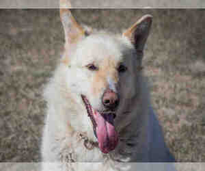 Goberian Dogs for adoption in Grasswood, Saskatchewan, Canada