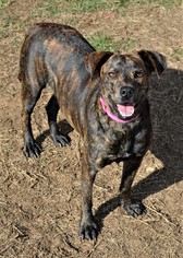 Black Mouth Cur-Plott Hound Mix Dogs for adoption in Lytle, TX, USA