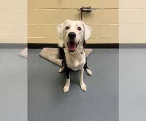 Borador Dogs for adoption in Denver, CO, USA