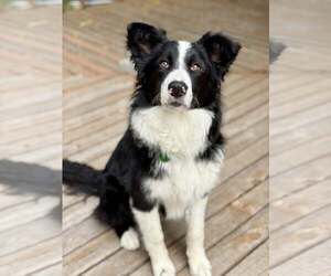 Border Collie Dogs for adoption in Paso Robles, CA, USA