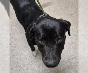 Labrador Retriever-Unknown Mix Dogs for adoption in Bakersfield, CA, USA