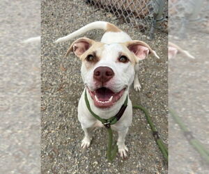 Labrador Retriever-Unknown Mix Dogs for adoption in Palmetto, FL, USA