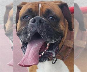 Boxer-Unknown Mix Dogs for adoption in Bakersfield, CA, USA