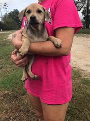 Medium Photo #1 Doxle Puppy For Sale in Von Ormy, TX, USA