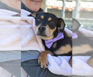 Mutt Dogs for adoption in McKinney, TX, USA