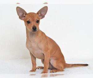 Chihuahua-Unknown Mix Dogs for adoption in Oroville, CA, USA