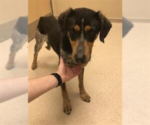 Bluetick Coonhound Dogs for adoption in Clyde, NC, USA