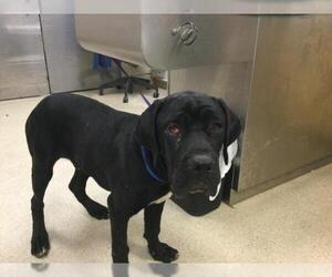 Mutt Dogs for adoption in Riverside, CA, USA