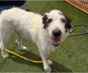 Schnauzer (Giant)-Unknown Mix Dogs for adoption in Las Vegas, NV, USA