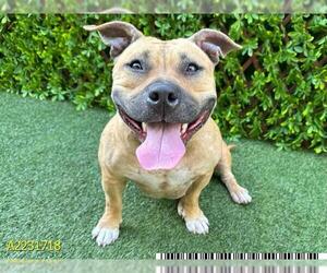 American Pit Bull Terrier Dogs for adoption in West Palm Beach, FL, USA