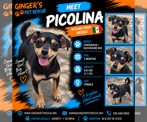 Chiweenie Dogs for adoption in Seattle, WA, USA