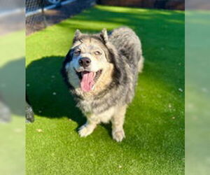 Siberian Husky Dogs for adoption in Salinas, CA, USA