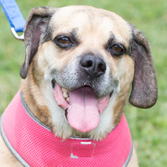Puggle Dogs for adoption in St. Charles, MO, USA
