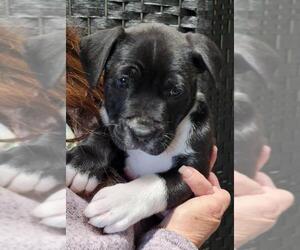 Labrador Retriever Dogs for adoption in Dalzell, SC, USA