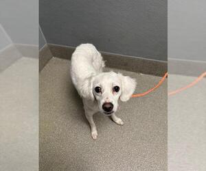Wapoo Dogs for adoption in Las Vegas, NV, USA