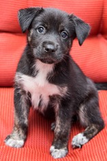 Medium Photo #1 Mutt Puppy For Sale in Miami, FL, USA