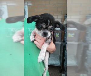 Pekingese Dogs for adoption in Bauxite, AR, USA