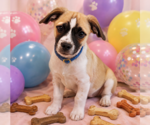 Chihuahua-Unknown Mix Dogs for adoption in Queen Creek, AZ, USA
