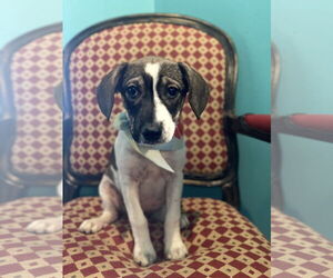 Beagle-Unknown Mix Dogs for adoption in Rockaway, NJ, USA