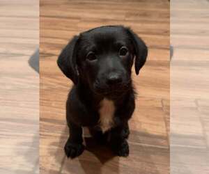 Labrador Retriever-Staffordshire Bull Terrier Mix Dogs for adoption in Cave Creek, AZ, USA