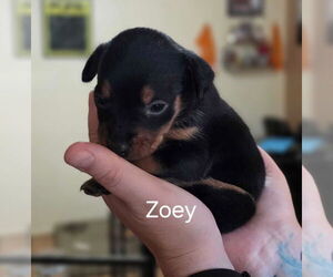 Mutt Dogs for adoption in The Woodlands, TX, USA